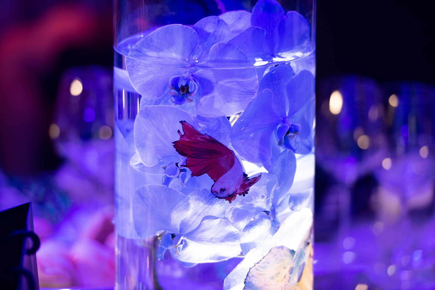 The 2019 Oasis Ball and Campaign Brief Awards in many, many pictures