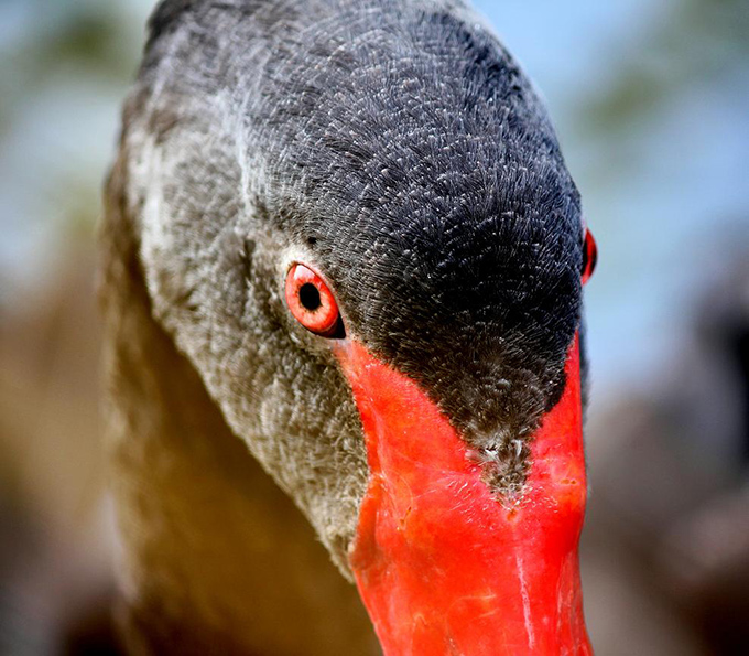 David Saraga: When it comes to Black Swans don’t be the Turkey