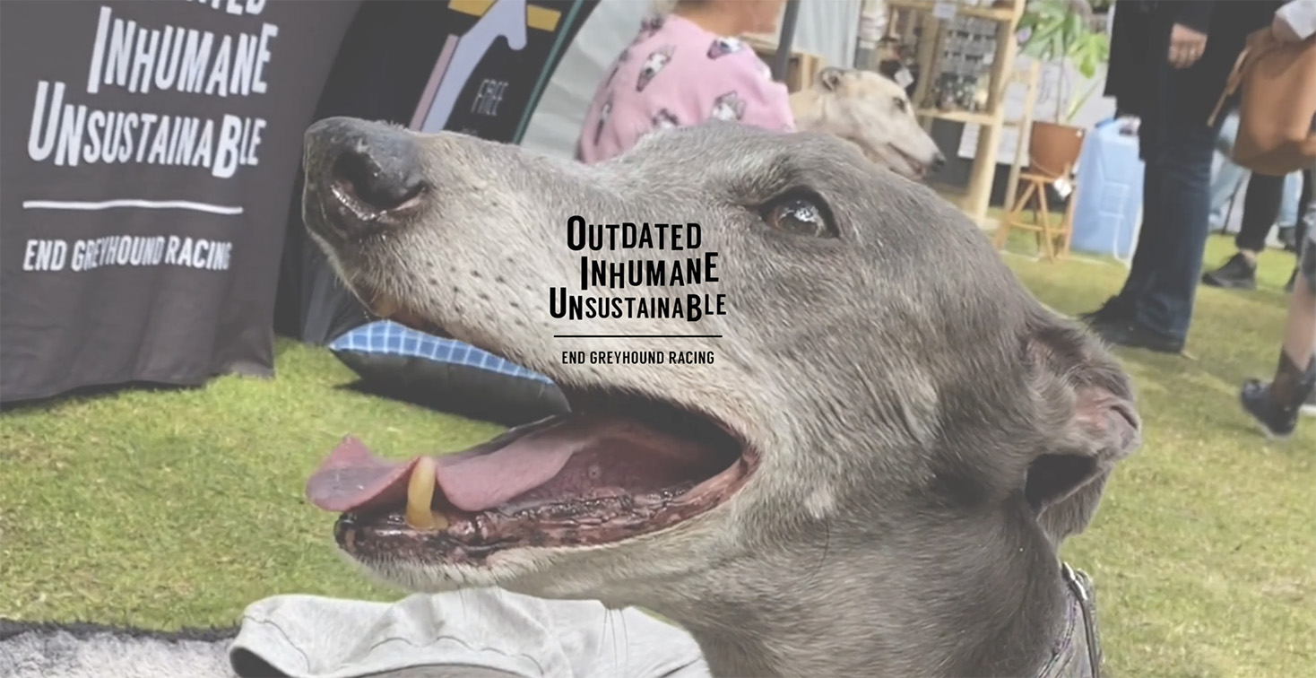 Free the Hounds highlights the reality of the ‘unsustainable sport’ of greyhound racing