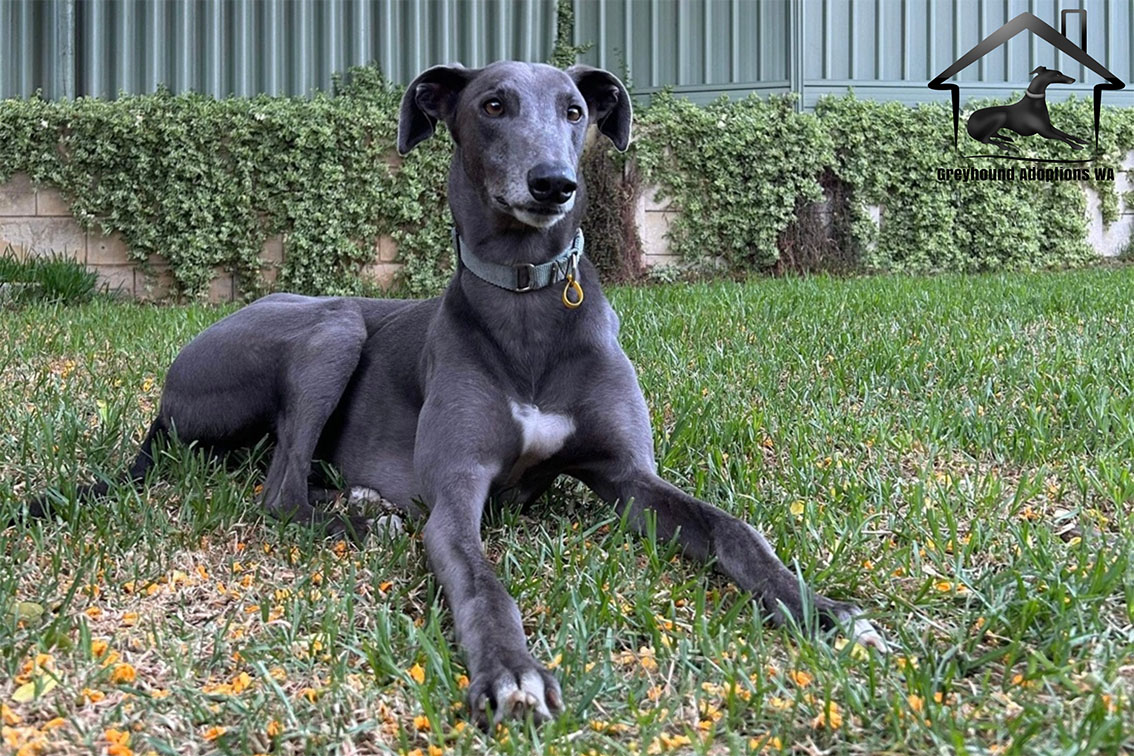 New radio campaign comes to the rescue of Greyhound Adoptions WA