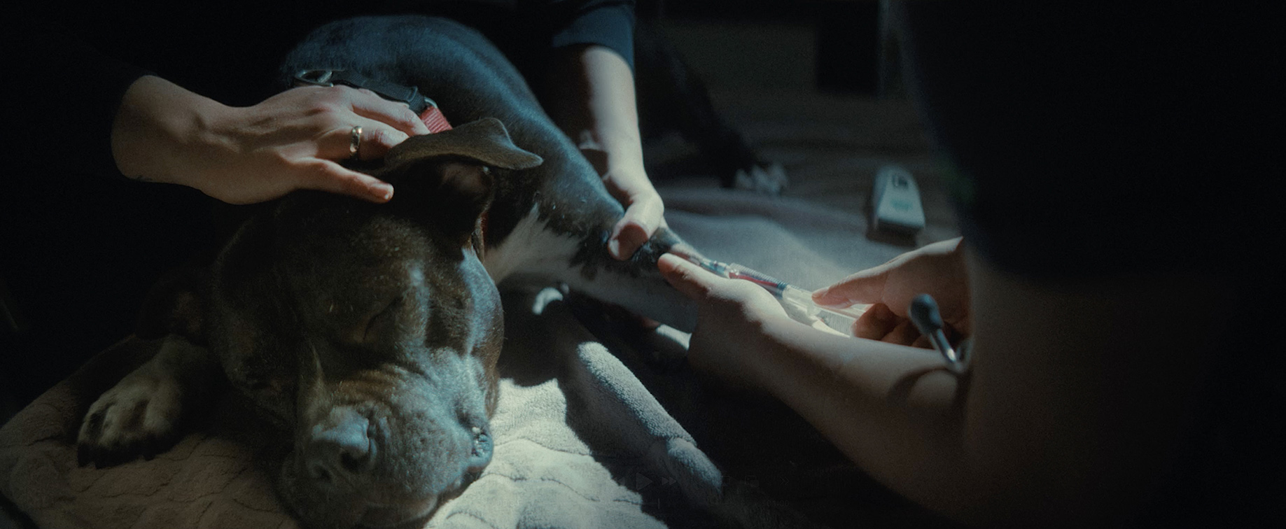 KWP+Partners’ ‘This Is Love’ film for RSPCA WA shows what real love looks like