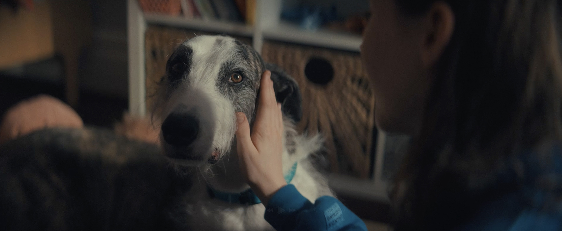 KWP+Partners’ ‘This Is Love’ film for RSPCA WA shows what real love looks like