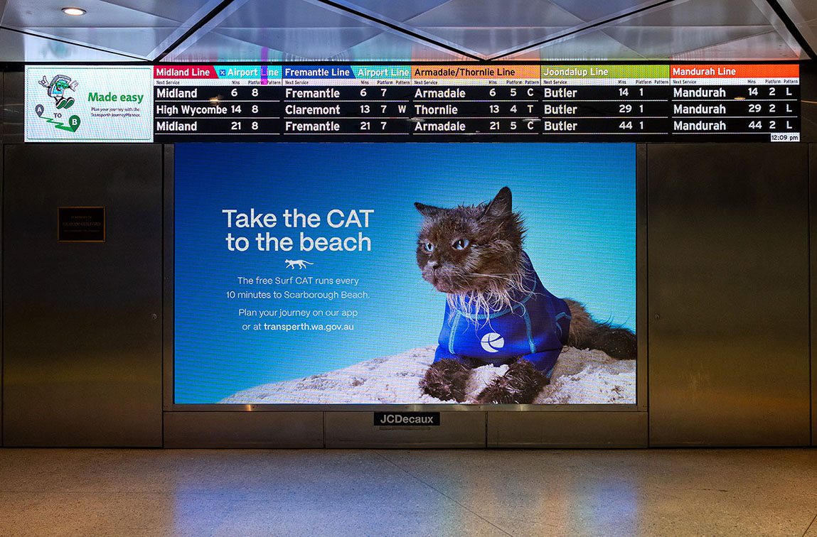 A cat in a wetsuit? Moonsail’s Surf CAT campaign promotes new PTA beach bus service