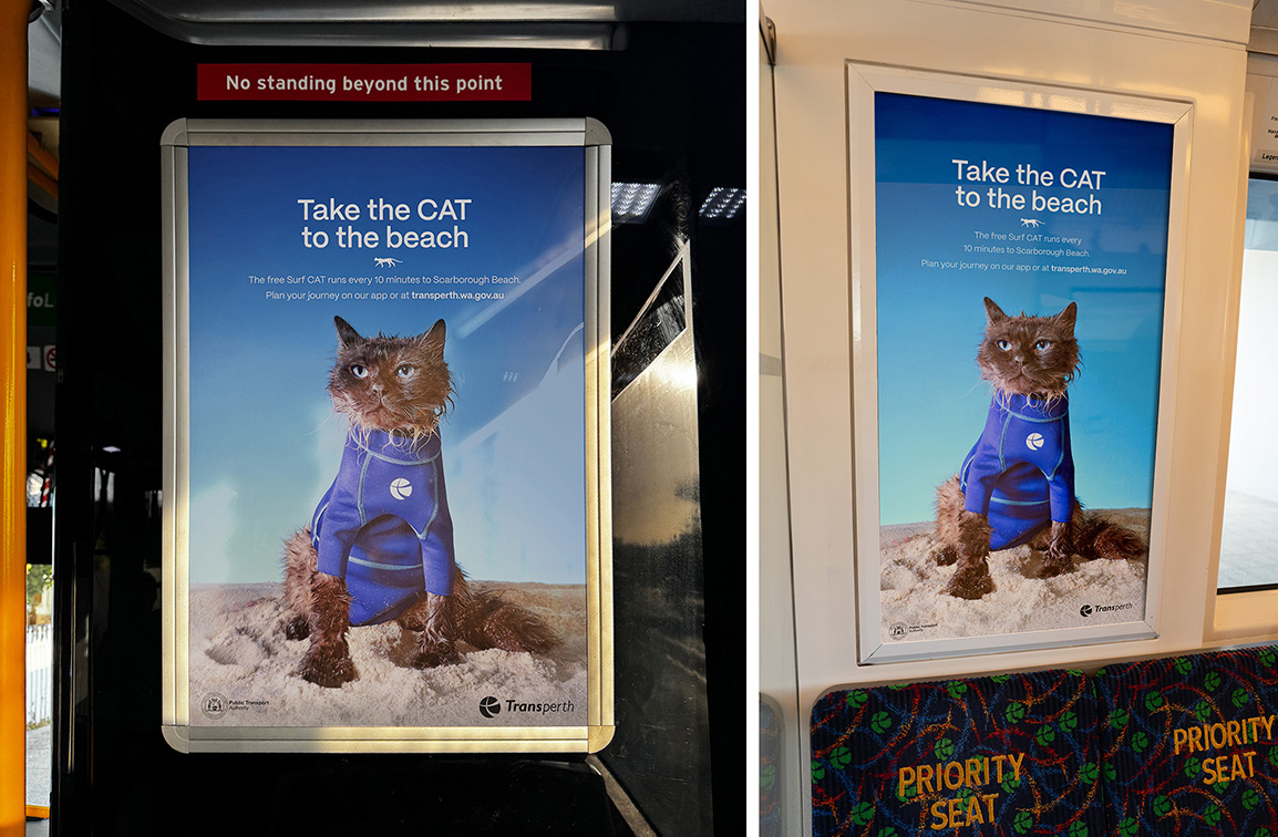 A cat in a wetsuit? Moonsail’s Surf CAT campaign promotes new PTA beach bus service